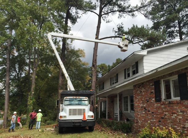 Professional Tree Care in Moorestown Lenola, NJ